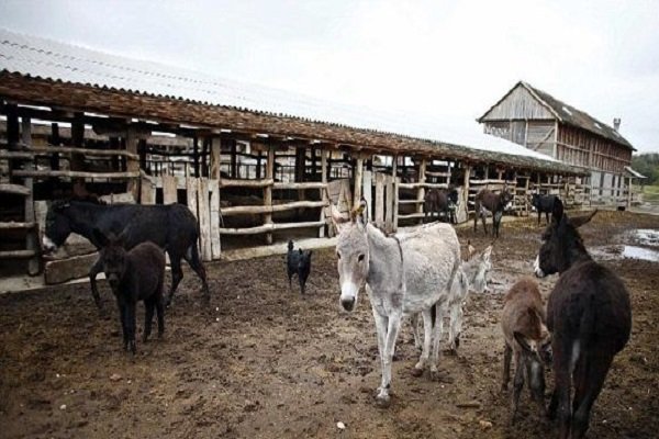 پاکستان به دنبال صادرات میلیون دلاری الاغ به چین!